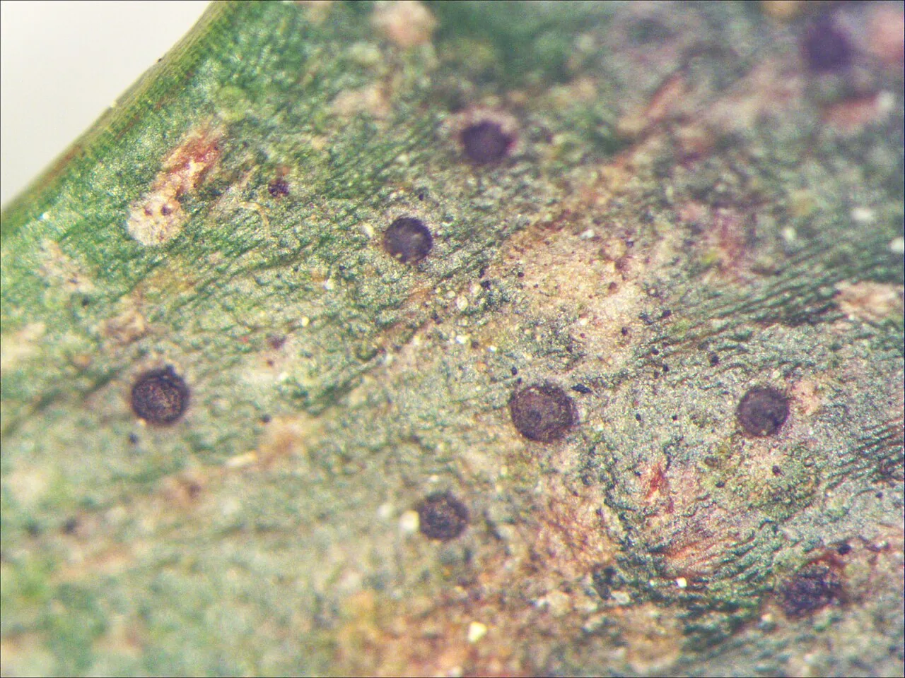 Tapellaria moelleri (Tapellaria moelleri) — photo mycologique
