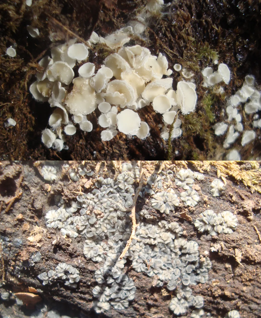 Tapesia occulta (Tapesia occulta) — photo mycologique