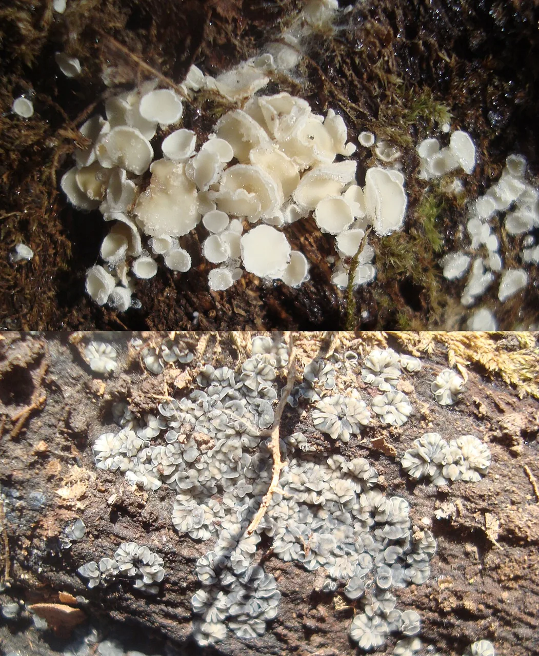 Tapesia subiculata (Tapesia subiculata) — photo mycologique