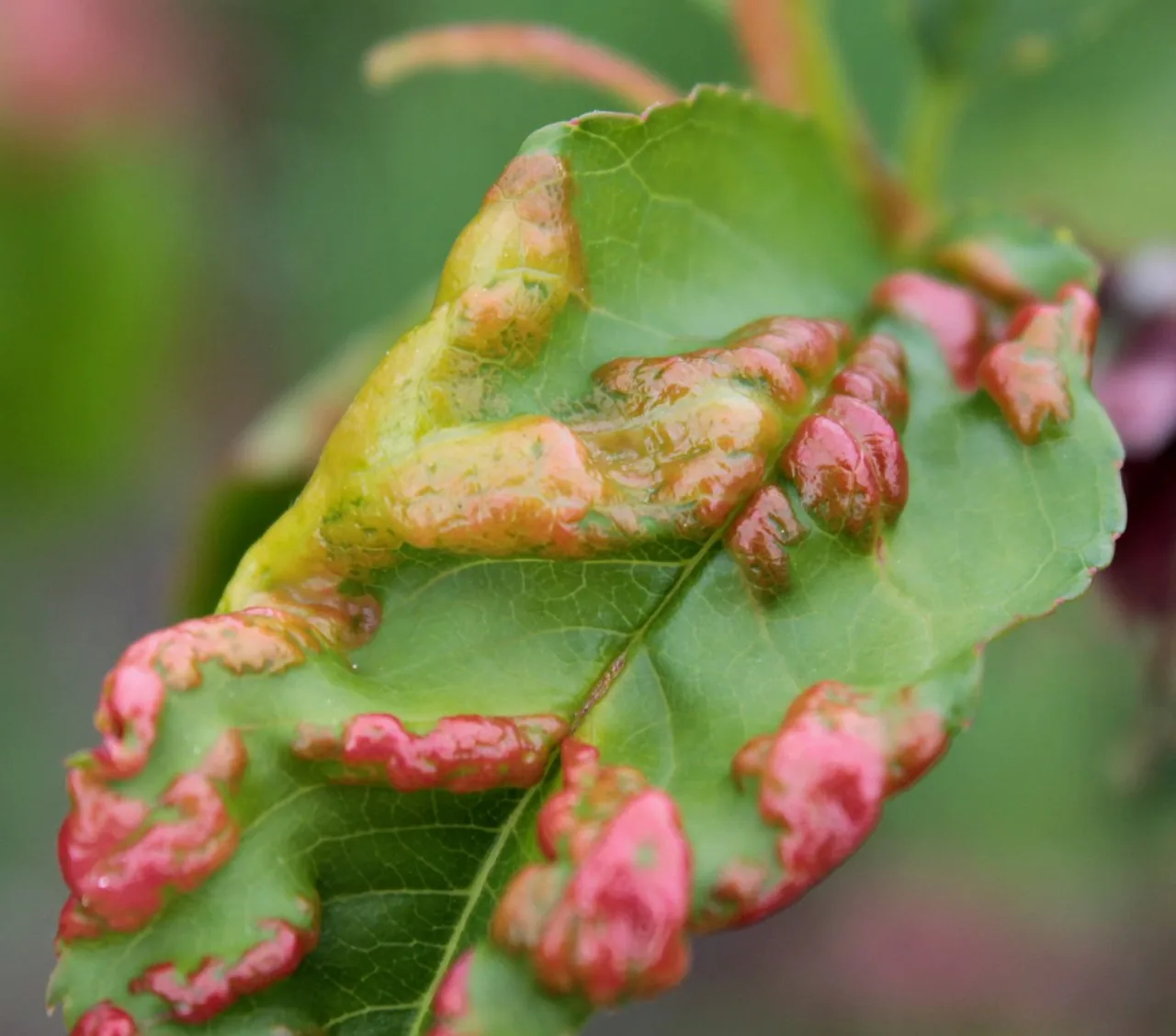 Taphrina communis (Taphrina communis) — photo mycologique