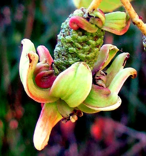 Taphrina occidentalis (Taphrina occidentalis) — photo mycologique