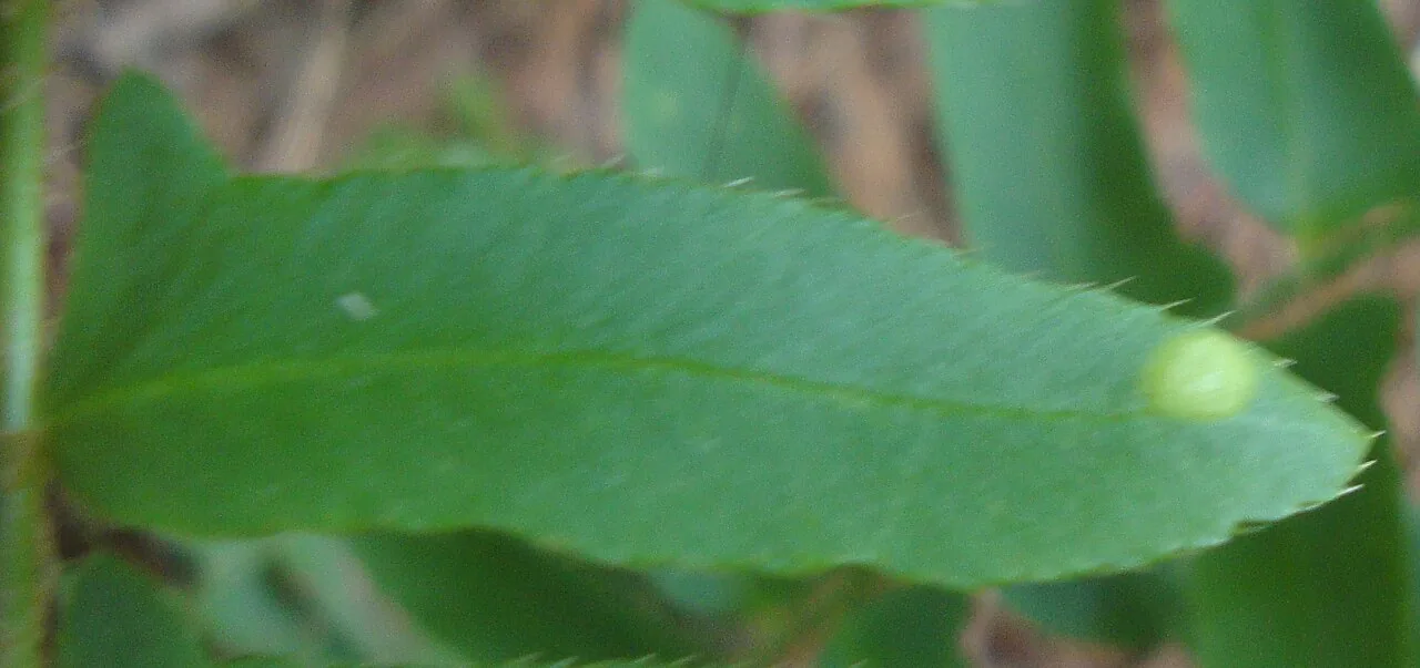 Taphrina polystichi (Taphrina polystichi) — photo mycologique