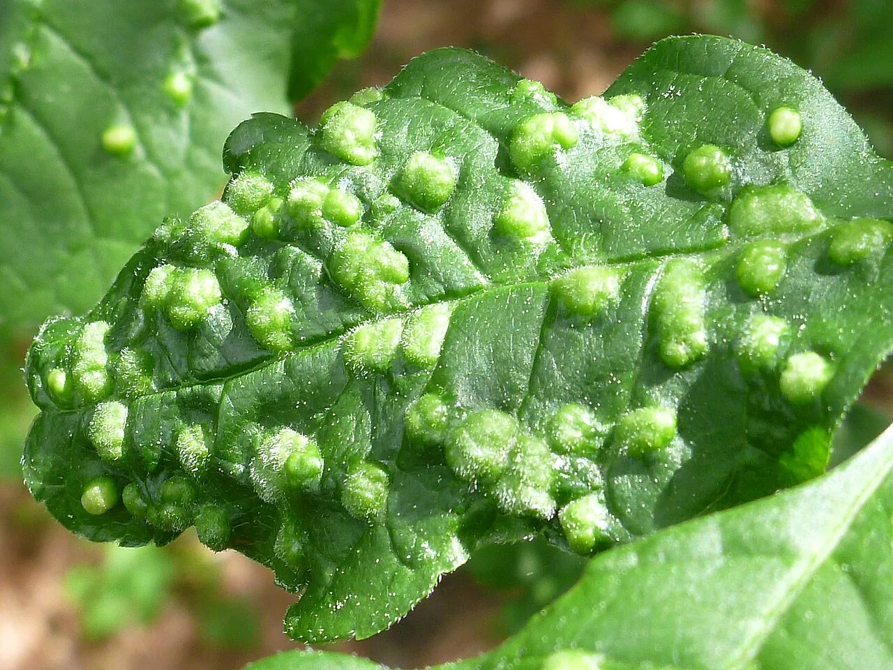 Taphrina populina (Taphrina populina) — photo mycologique