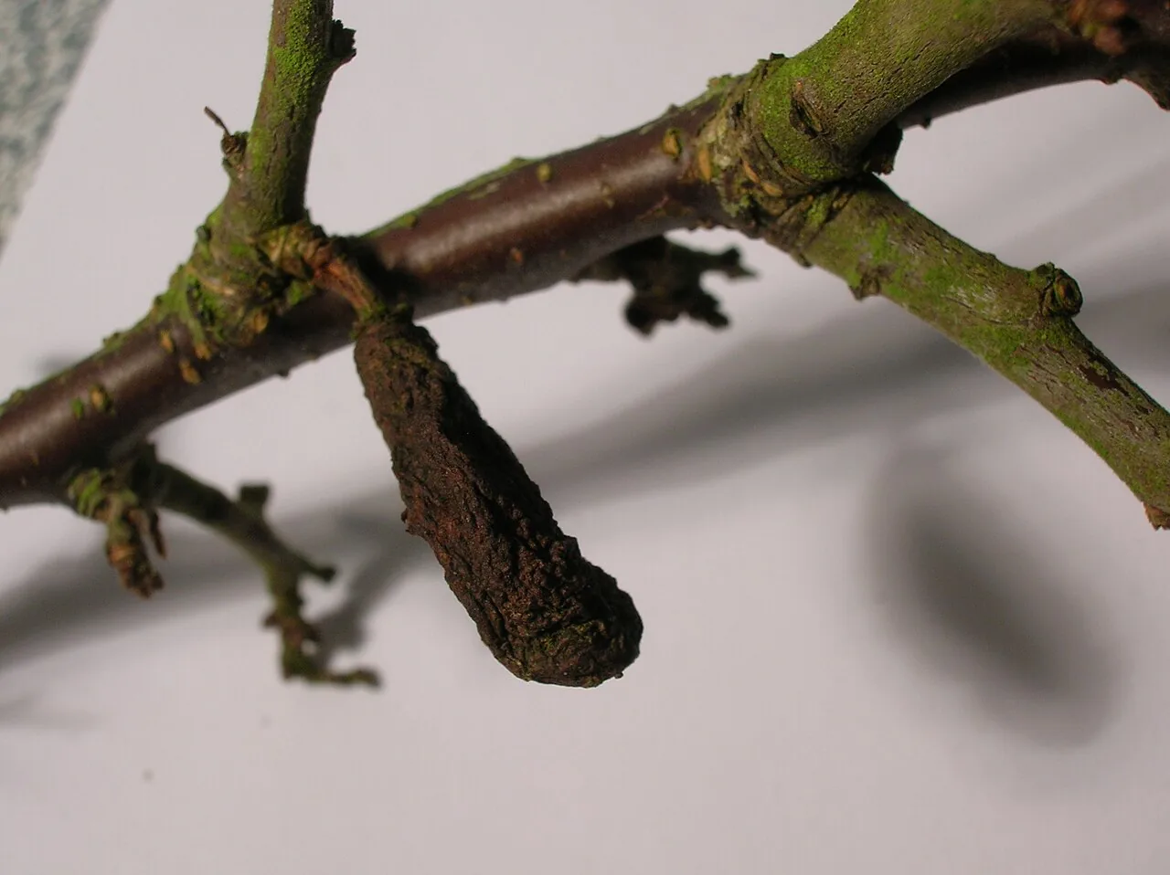 Taphrina pruni (Taphrina pruni) — photo mycologique