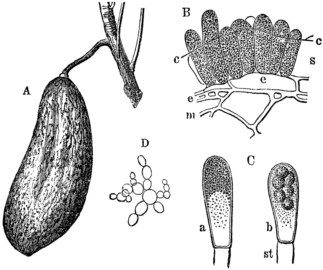 Taphrina quercina (Taphrina quercina) — photo mycologique