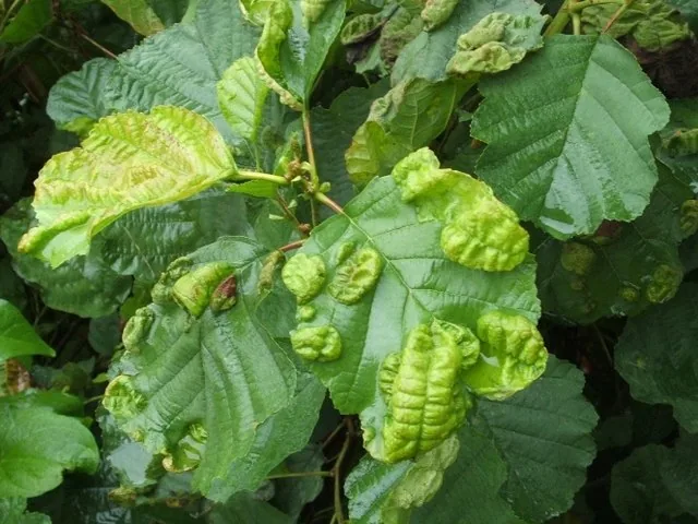 Taphrina tosquinetii (Taphrina tosquinetii) — photo mycologique