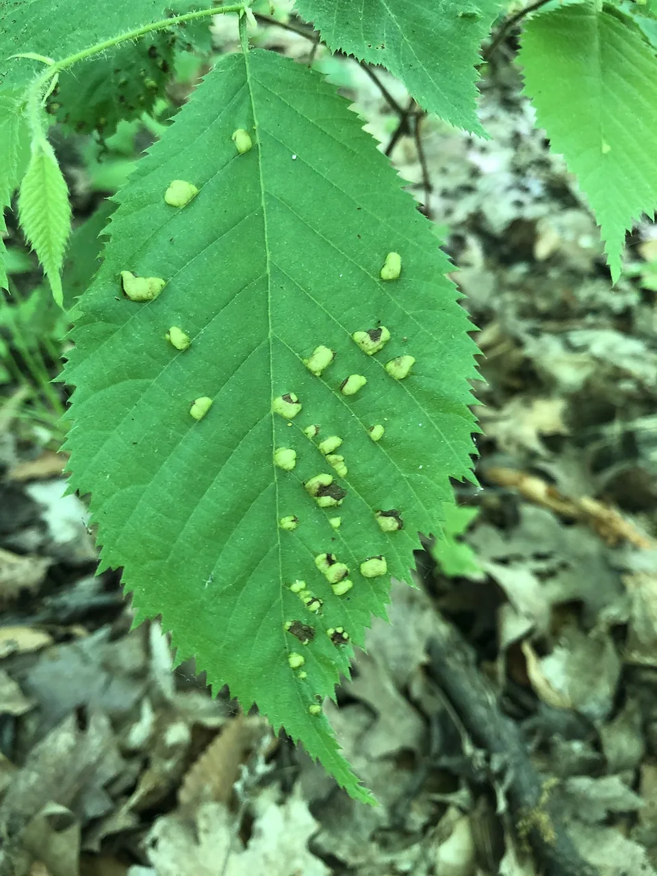 Taphrina virginica (Taphrina virginica) — photo mycologique