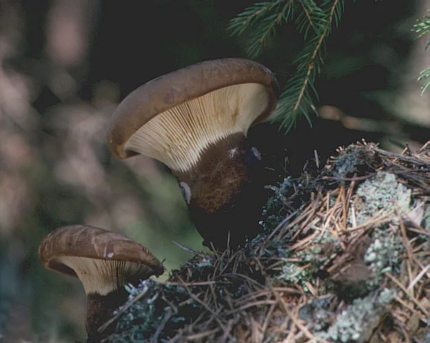Tapinella atrotomentosa (Tapinella atrotomentosa) — photo mycologique