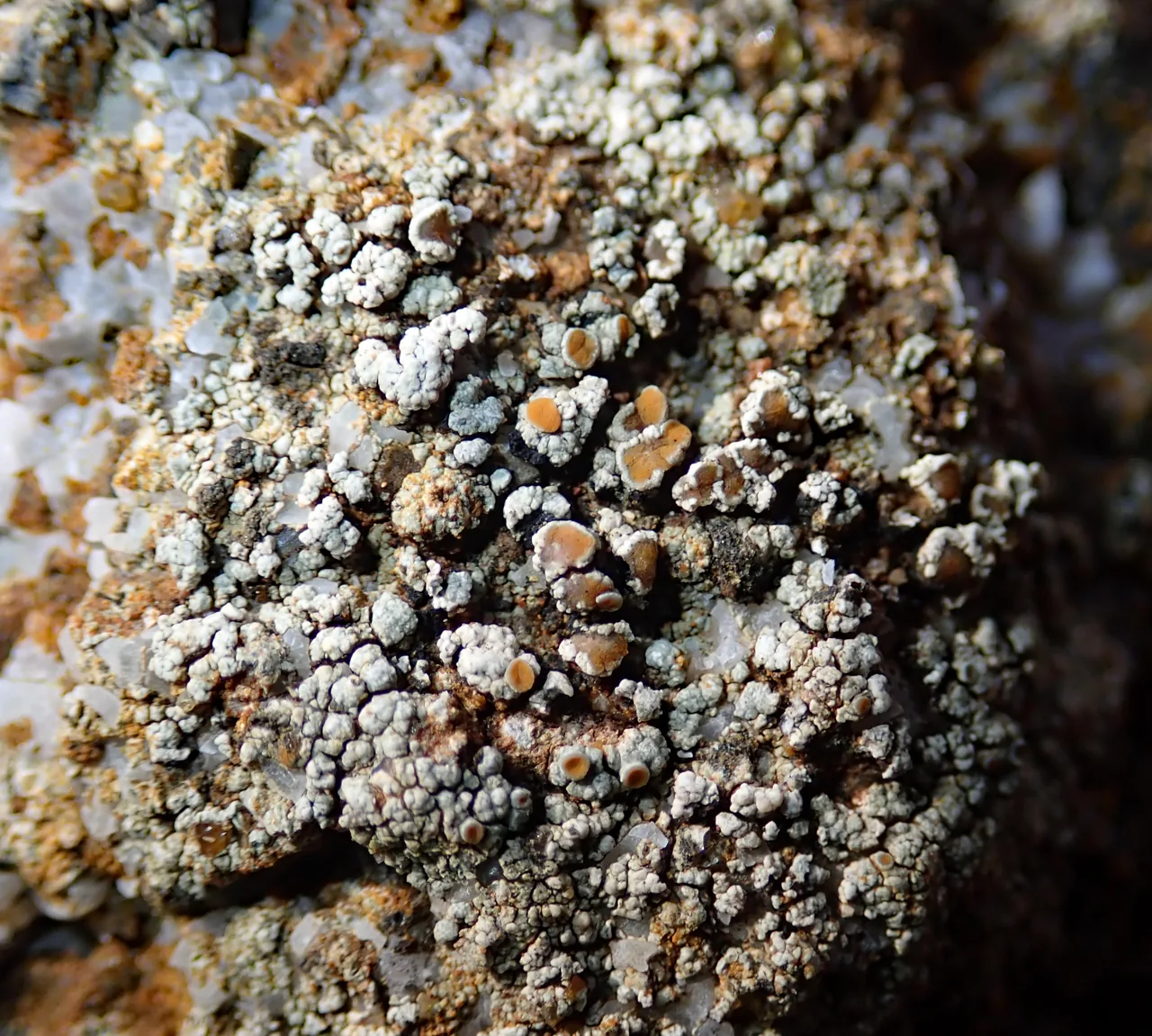 Tarasginia tomareeana (Tarasginia tomareeana) — photo mycologique