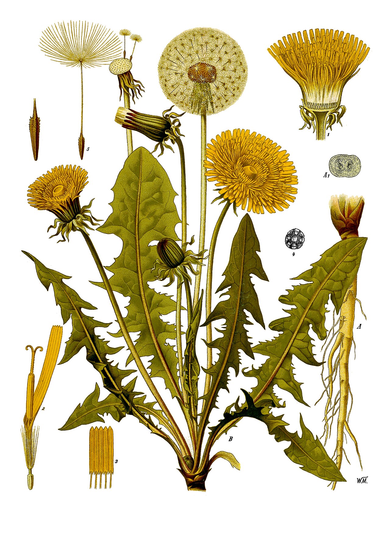 Pissenlit (Taraxacum) — photo botanique