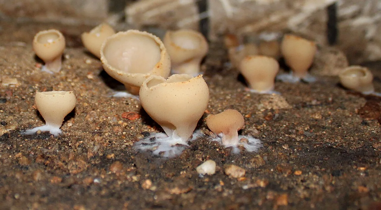 Tarzetta alnicola (Tarzetta alnicola) — photo mycologique