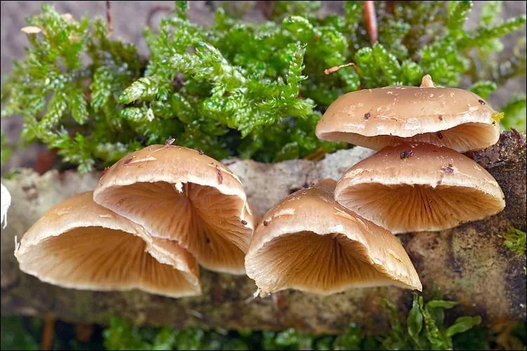 Tectella patellaris (Tectella patellaris) — photo mycologique
