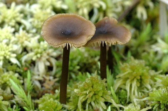 Tephrocybe raphanolens (Tephrocybe raphanolens) — photo mycologique