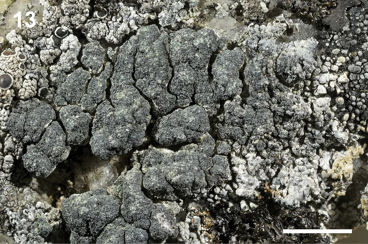 Tephromela grumosa (Tephromela grumosa) — photo mycologique