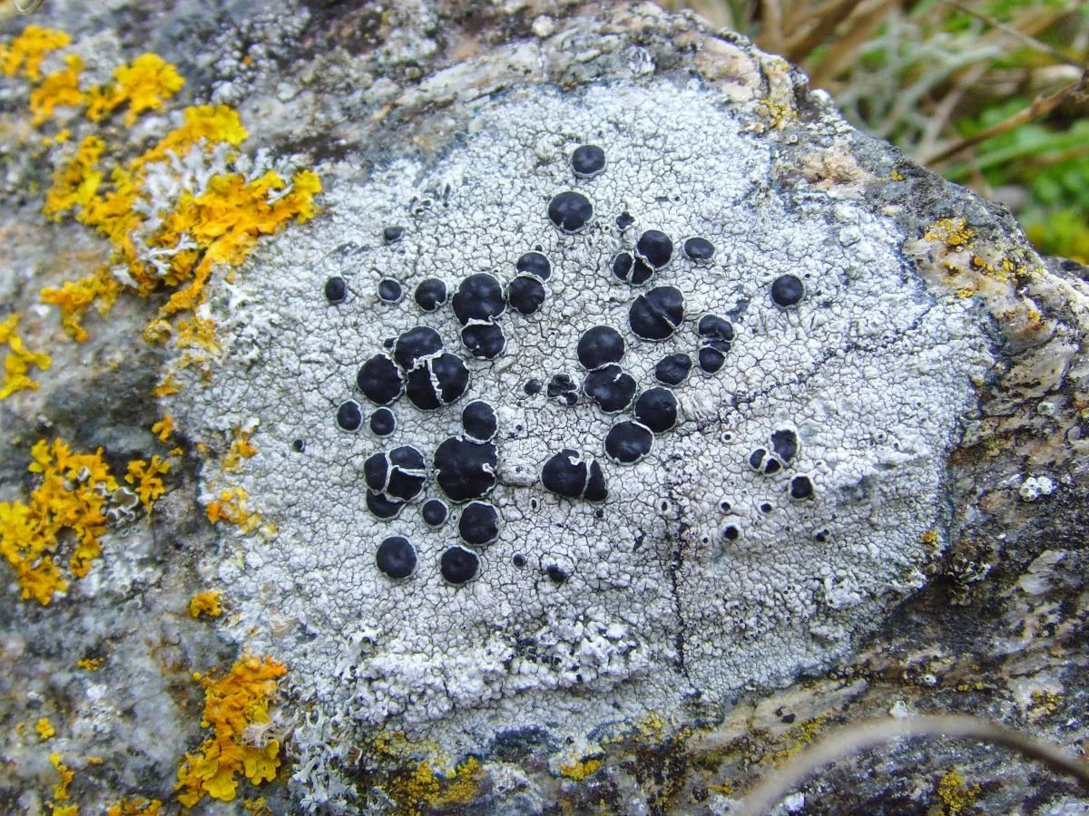 Tephromela multireflexa (Tephromela multireflexa) — photo mycologique