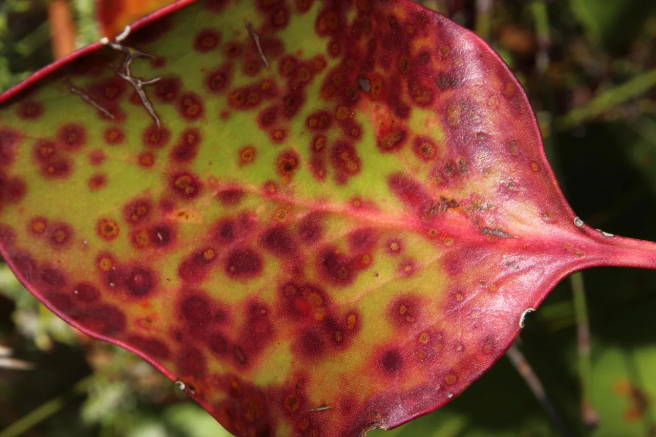 Teratosphaeria angophorae (Teratosphaeria angophorae) — photo mycologique