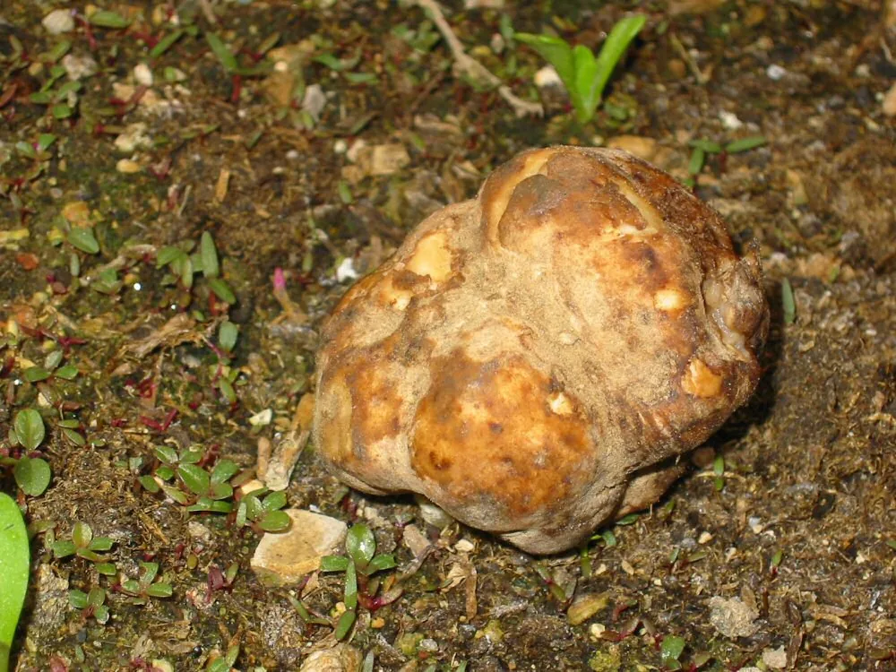 Terfezia claveryi (Terfezia claveryi) — photo mycologique