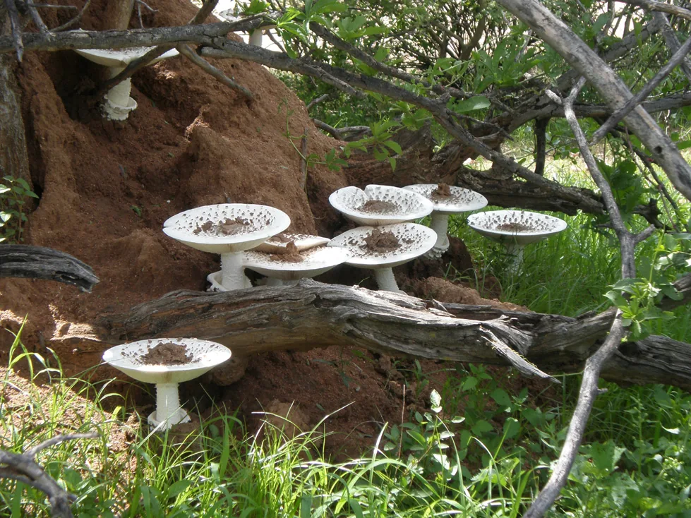 Termitomyces globulus (Termitomyces globulus) — photo mycologique