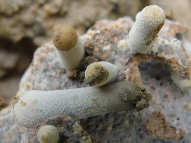 Termitomyces heimii (Termitomyces heimii) — photo mycologique