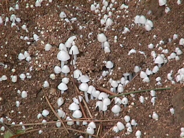 Termitomyces microcarpus (Termitomyces microcarpus) — photo mycologique