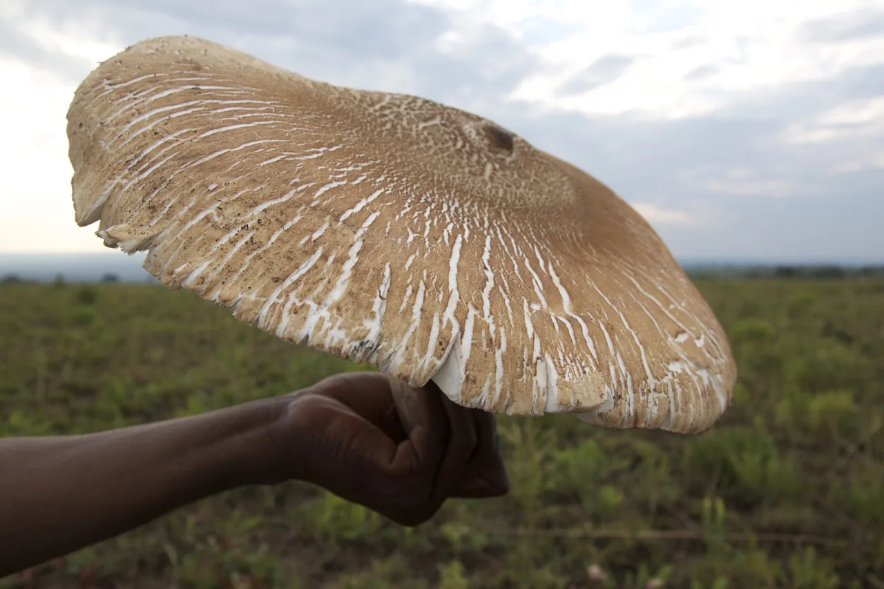 Termitomyces titanicus (Termitomyces titanicus) — photo mycologique