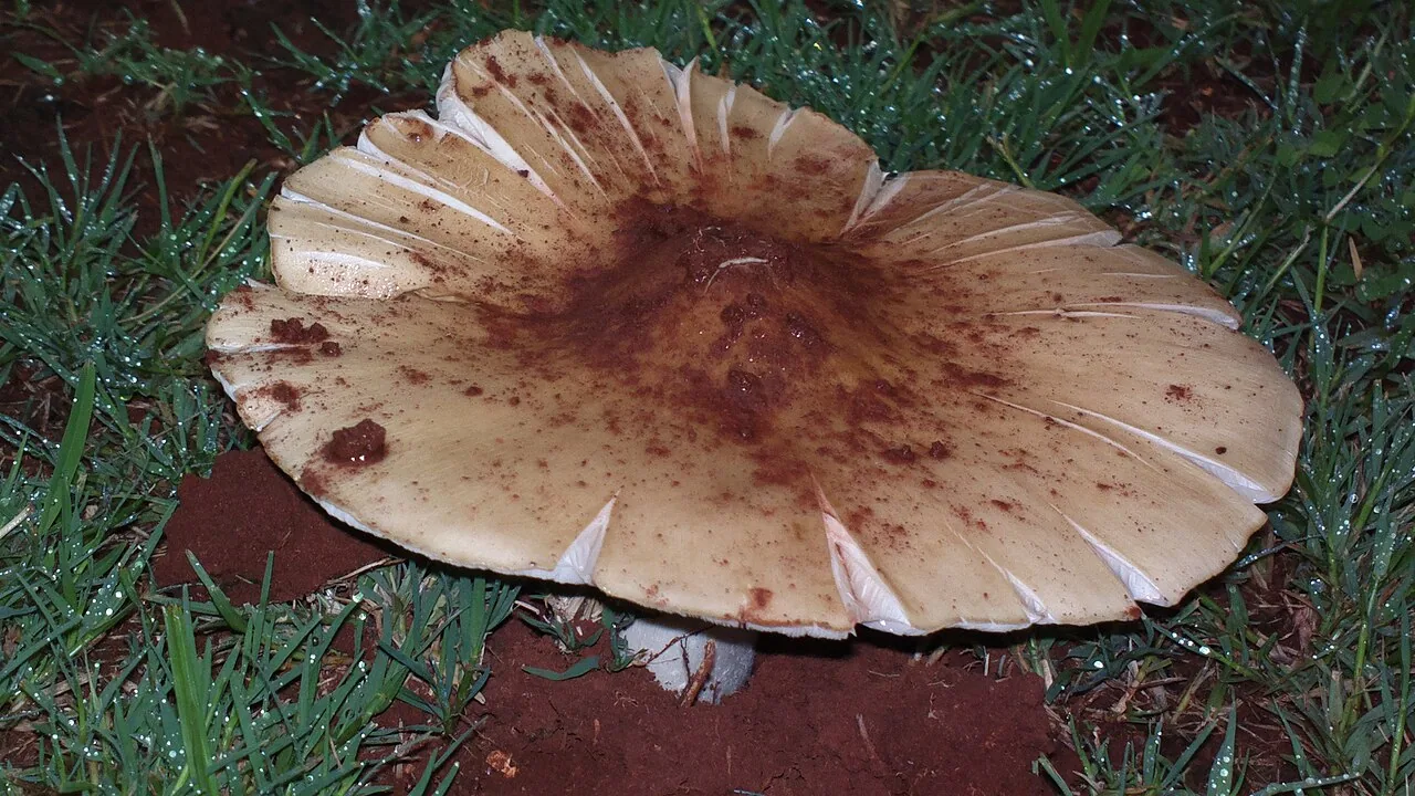 Termitomyces umkowaan (Termitomyces umkowaan) — photo mycologique