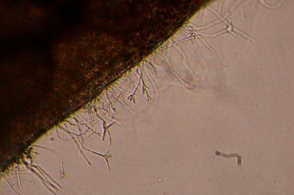 Tetracladium furcatum (Tetracladium furcatum) — photo mycologique