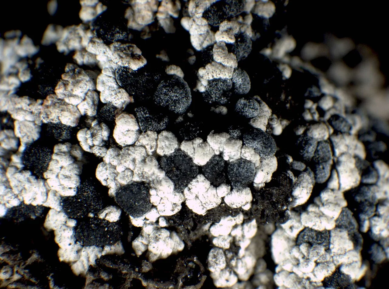 Tetramelas papillatus (Tetramelas papillatus) — photo mycologique