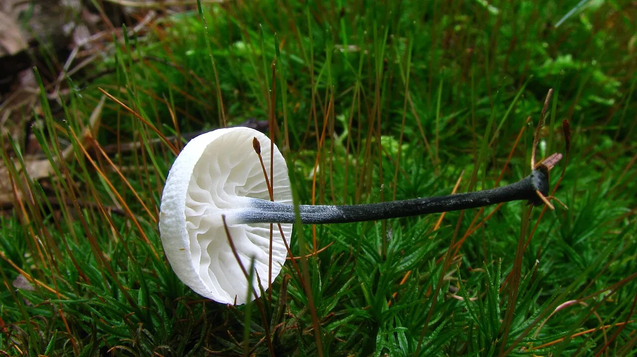 Tetrapyrgos nigripes (Tetrapyrgos nigripes) — photo mycologique