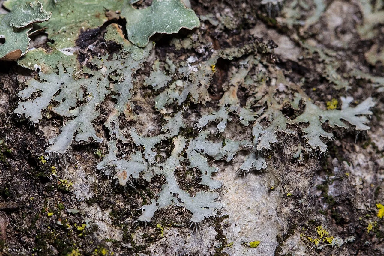 Texosporium sancti-jacobi (Texosporium sancti-jacobi) — photo mycologique