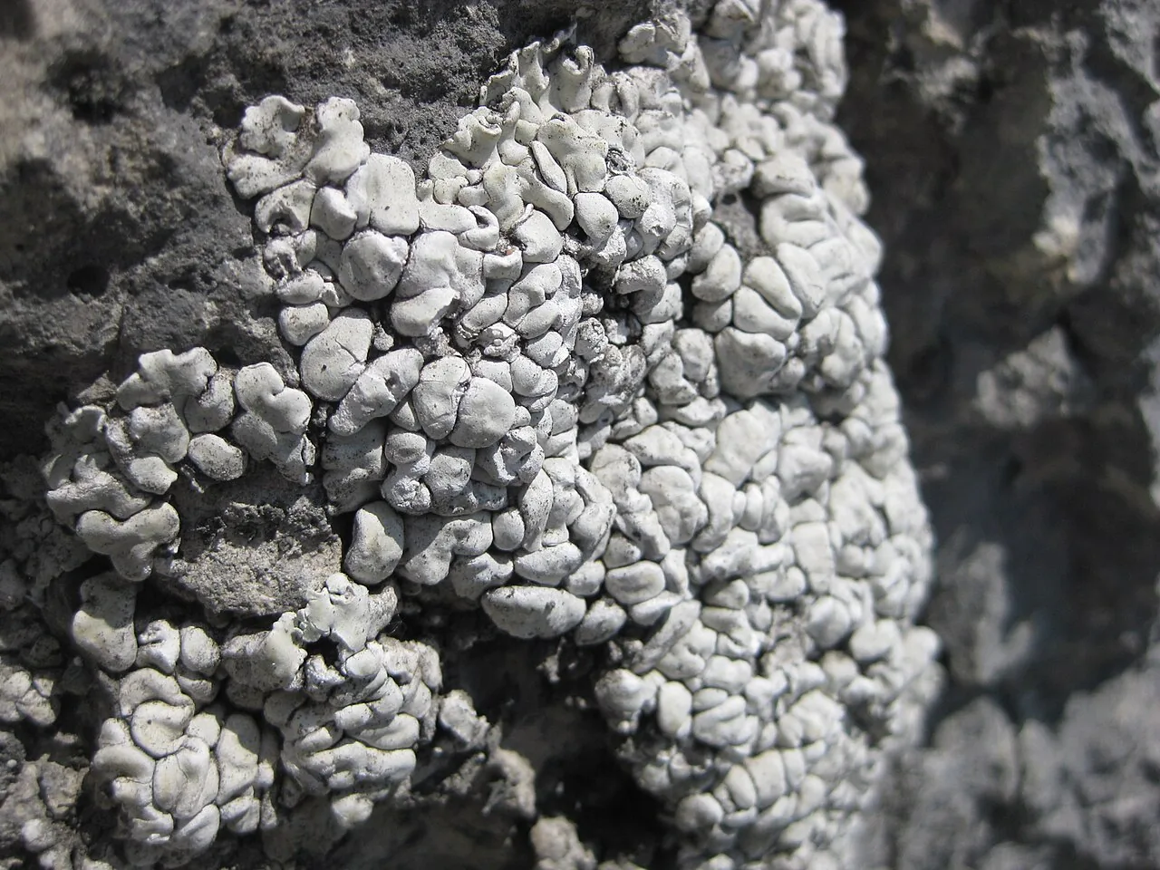 Thalloidima toninianum (Thalloidima toninianum) — photo mycologique