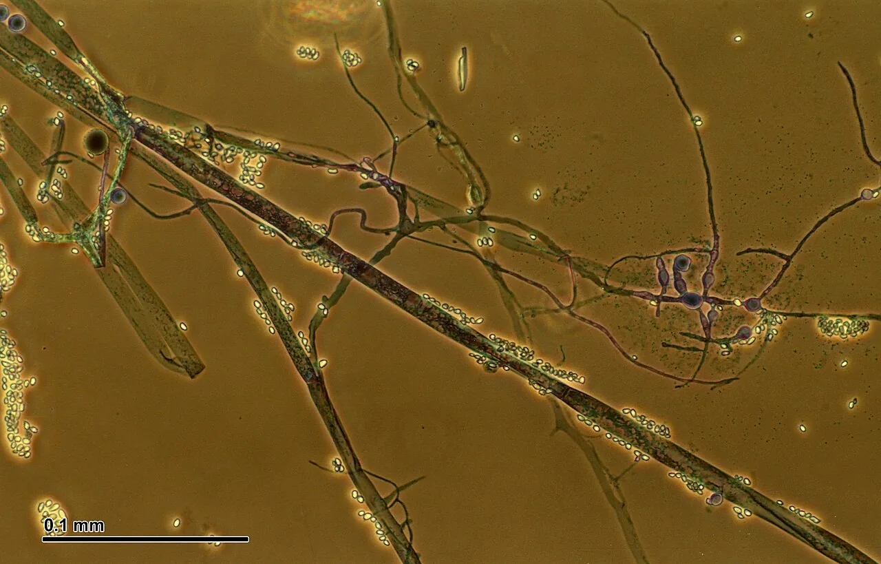 Thamnidium elegans (Thamnidium elegans) — photo mycologique