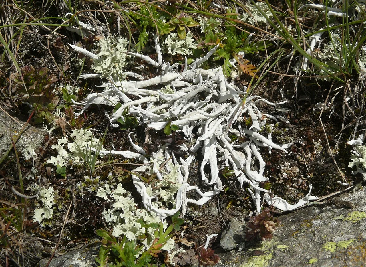 Thamnolia juncea (Thamnolia juncea) — photo mycologique