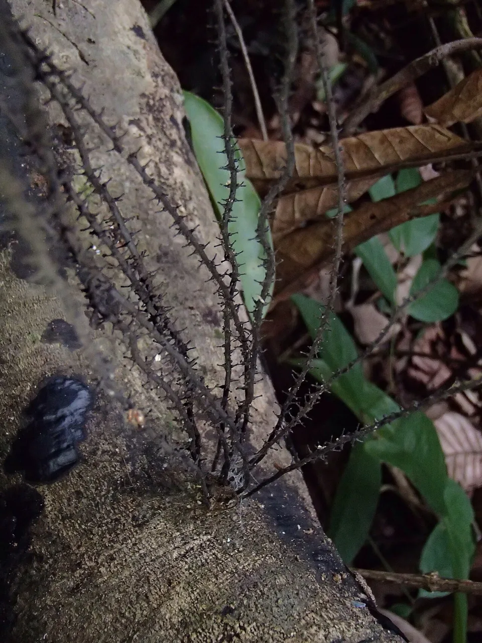 Thamnomyces camerunensis (Thamnomyces camerunensis) — photo mycologique