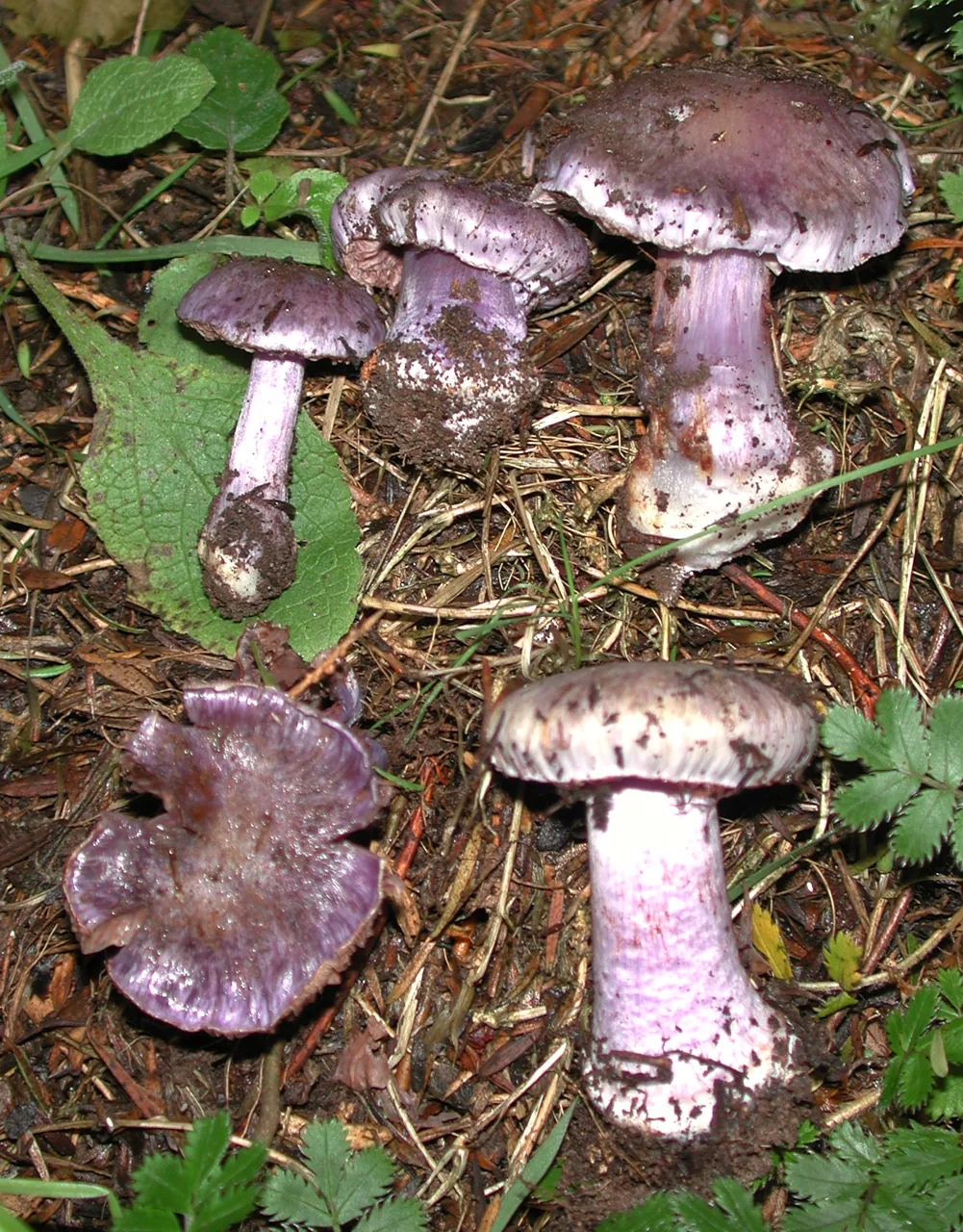 Thaxterogaster austrovaginatus (Thaxterogaster austrovaginatus) — photo mycologique