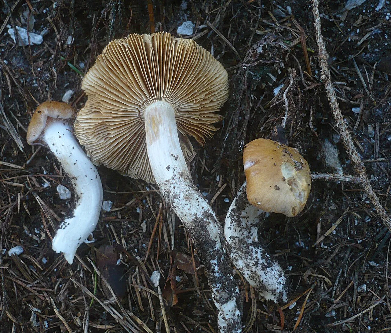 Thaxterogaster causticus (Thaxterogaster causticus) — photo mycologique