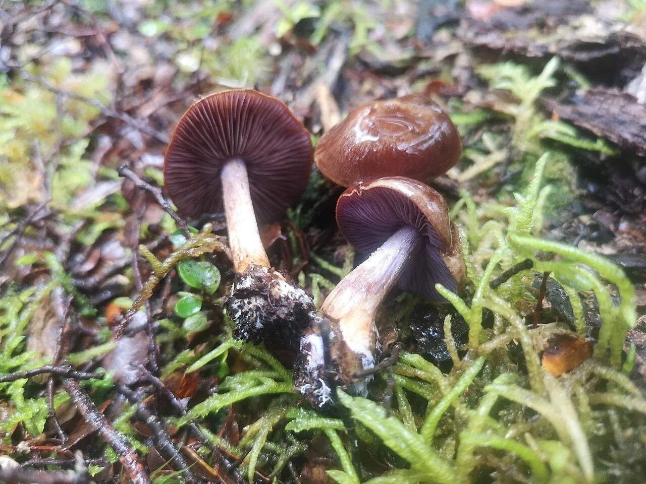 Thaxterogaster corrugis (Thaxterogaster corrugis) — photo mycologique