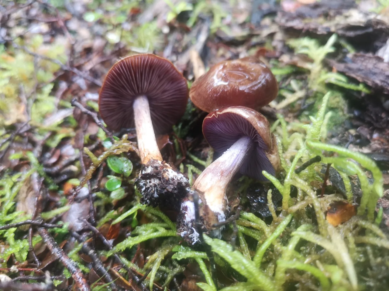 Thaxterogaster montanus (Thaxterogaster montanus) — photo mycologique