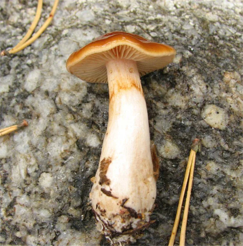 Thaxterogaster pluvius (Thaxterogaster pluvius) — photo mycologique