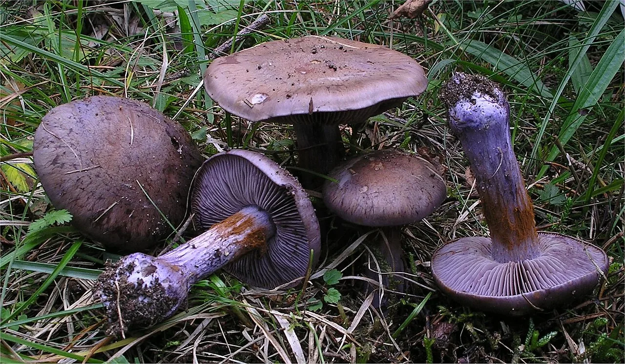Thaxterogaster purpurascens (Thaxterogaster purpurascens) — photo mycologique