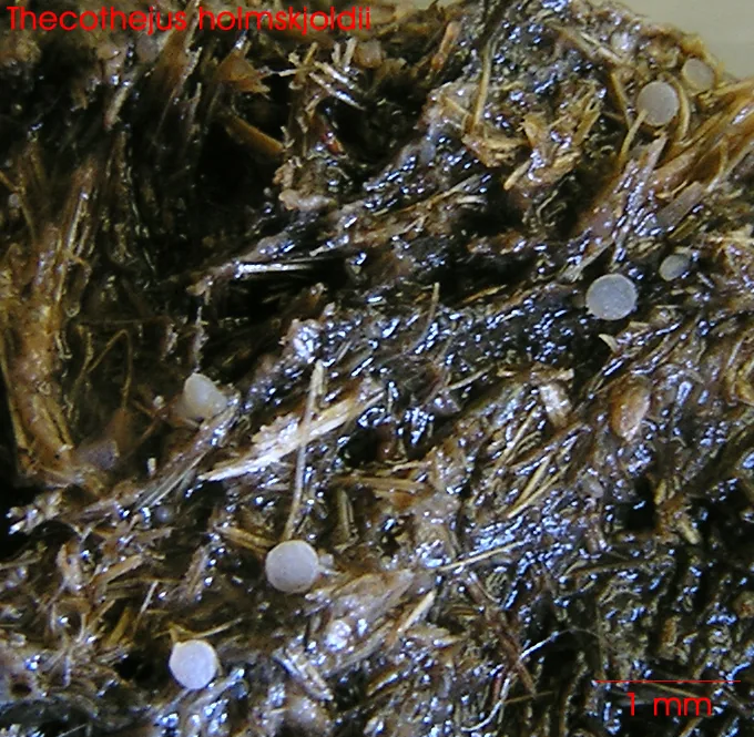 Thecotheus cinereus (Thecotheus cinereus) — photo mycologique