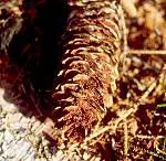 Thekopsora ostryae (Thekopsora ostryae) — photo mycologique