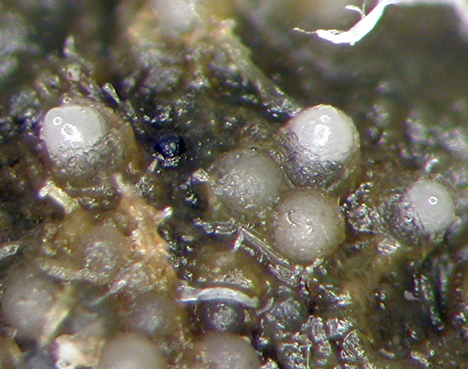 Thelebolus polysporus (Thelebolus polysporus) — photo mycologique
