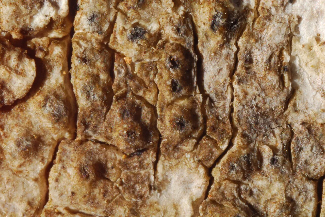 Thelenella hassei (Thelenella hassei) — photo mycologique