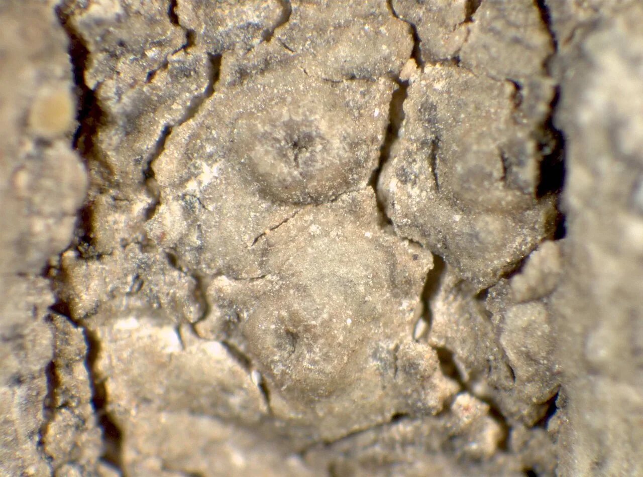 Thelenella modesta (Thelenella modesta) — photo mycologique