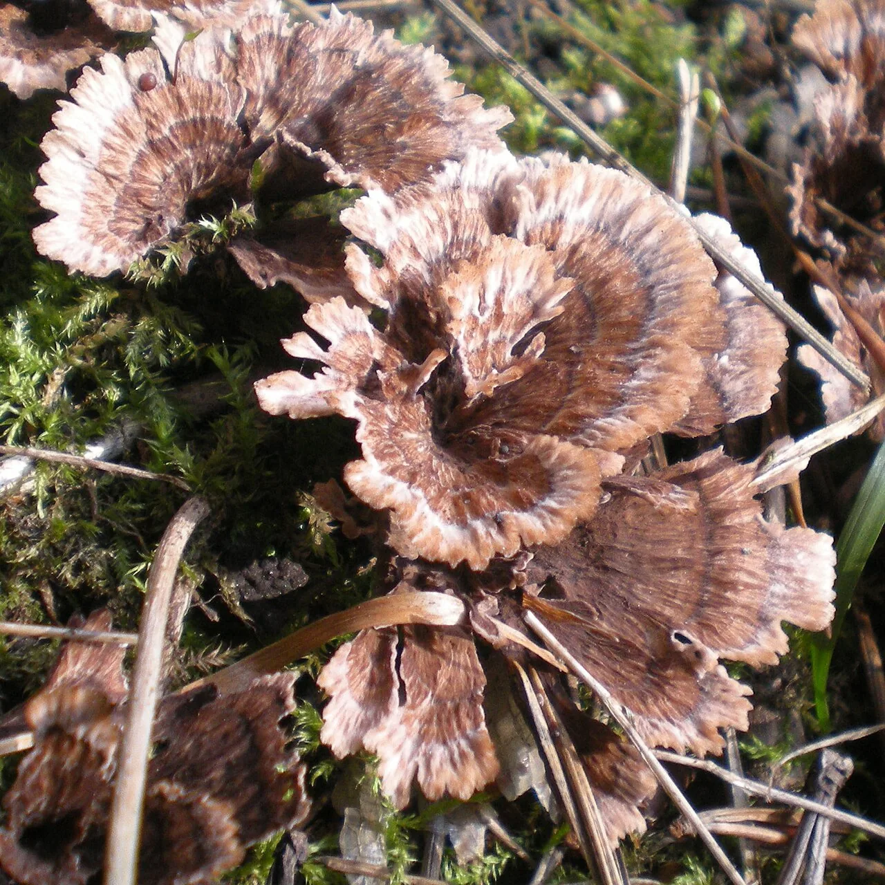 Thelephora caryophyllea (Thelephora caryophyllea) — photo mycologique