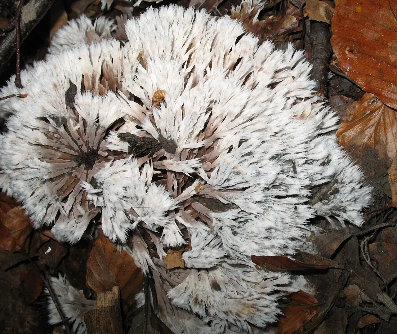 Thelephora penicillata (Thelephora penicillata) — photo mycologique