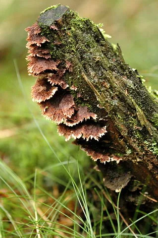 Thelephora ramarioides (Thelephora ramarioides) — photo mycologique