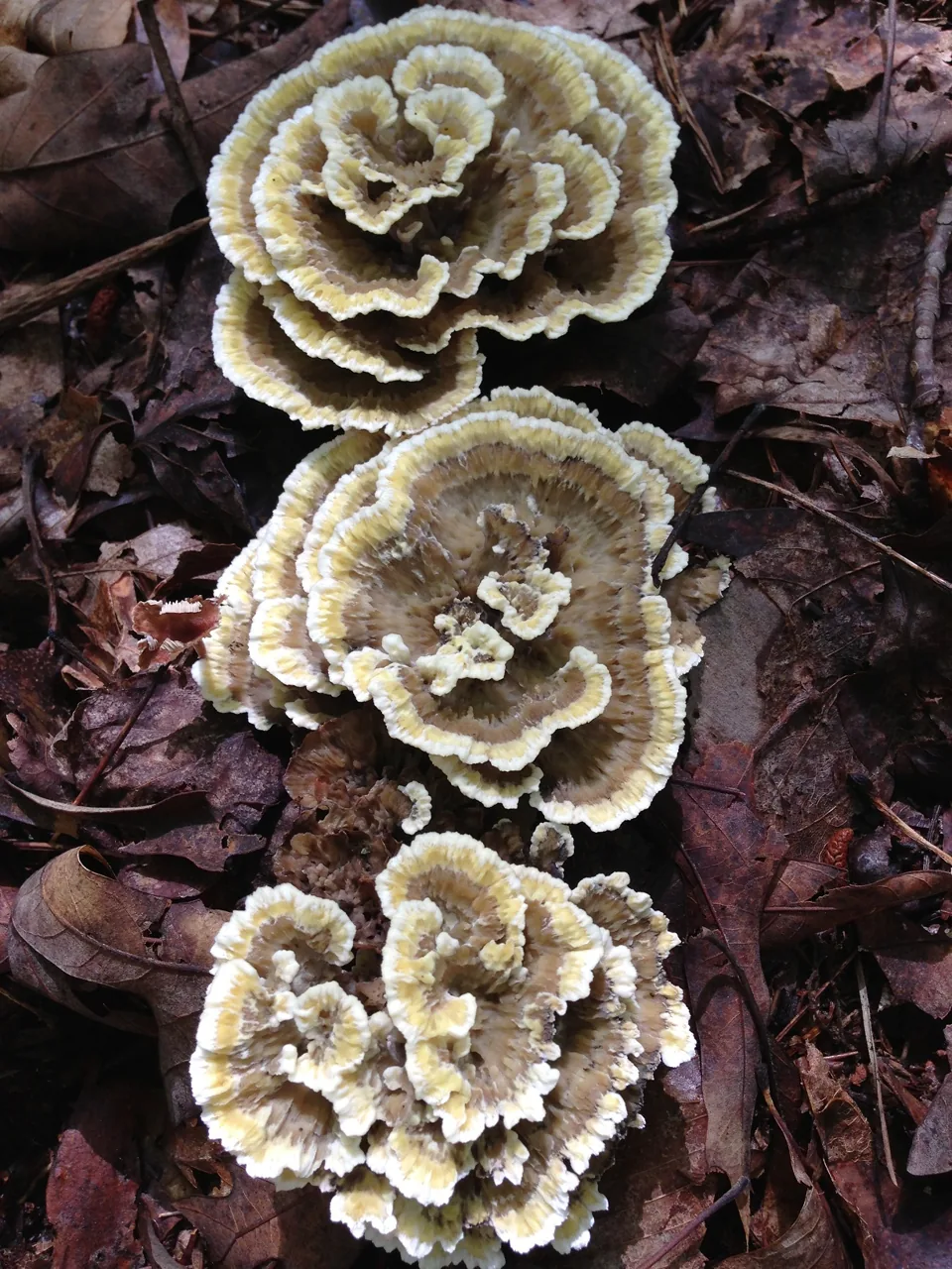 Thelephora vialis (Thelephora vialis) — photo mycologique