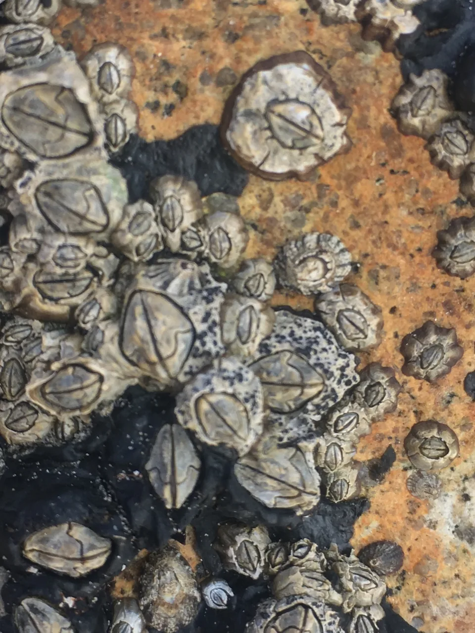 Thelidium rivale (Thelidium rivale) — photo mycologique